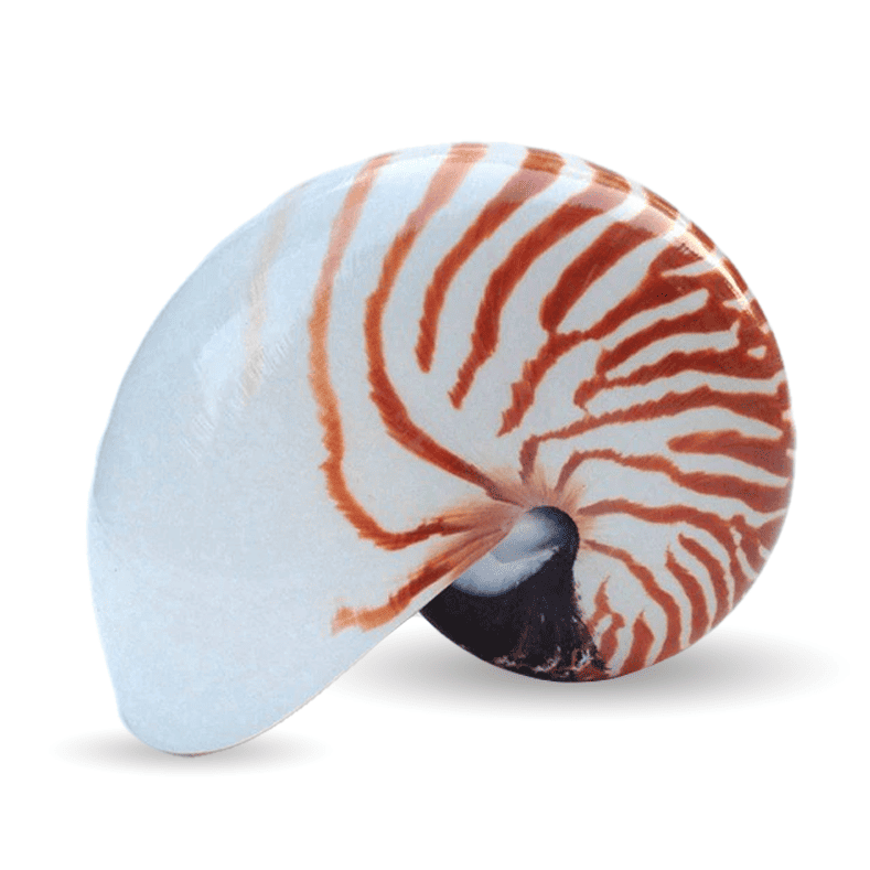 Sea Shell Decor Nautilus