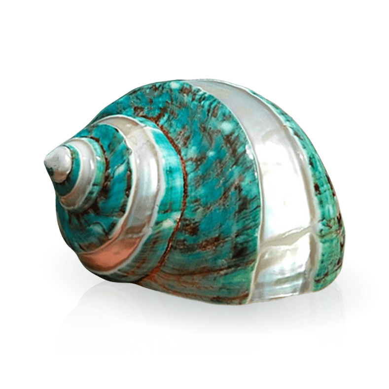 Sea Shell Decor Polished Large Turbo