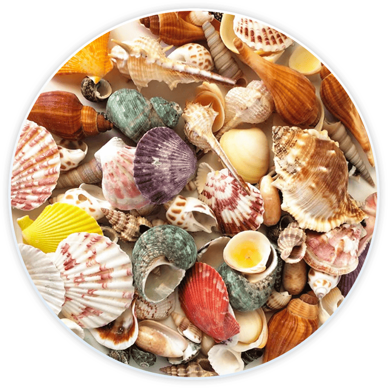 Shell Box For Decoration And Diy (120 Pieces)