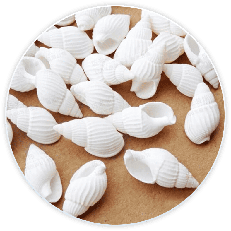 Shell Box White Nassa Shells For Decoration And Diy (100 Pieces)