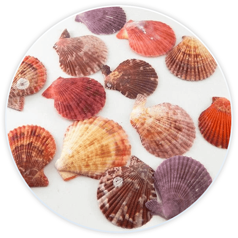 Shell Box Decorative Scallop Shells (20 Pieces)