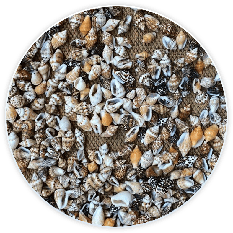 Shell Box Small Nassa Shells For Decoration And Diy (50 Pieces)