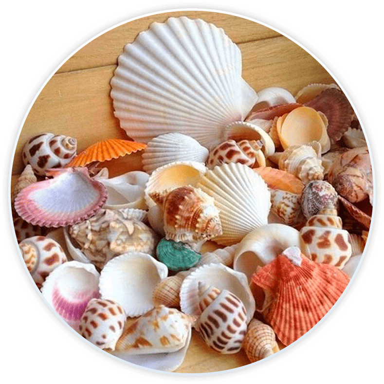 Shell Box For Decoration And Diy (100G)