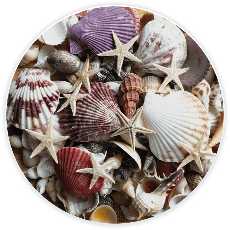 Shell Box For Decoration And Diy (100 Pieces)