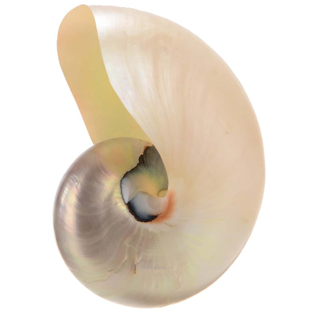 Sea Shell Decor Large Polished White Nautilus