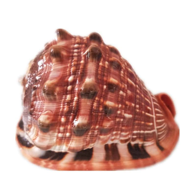 Sea Shell Decor Helmet Shell